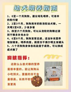 城市养狗需要做什么准备_疫苗登记规定速看