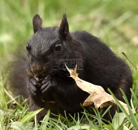全黑色的松鼠是什么品种_东北小黑精灵,不怕冷! 全黑色的松鼠是什么品种_东北小黑精灵,不怕冷!