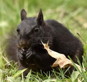 全黑色的松鼠是什么品种_东北小黑精灵，不怕冷！