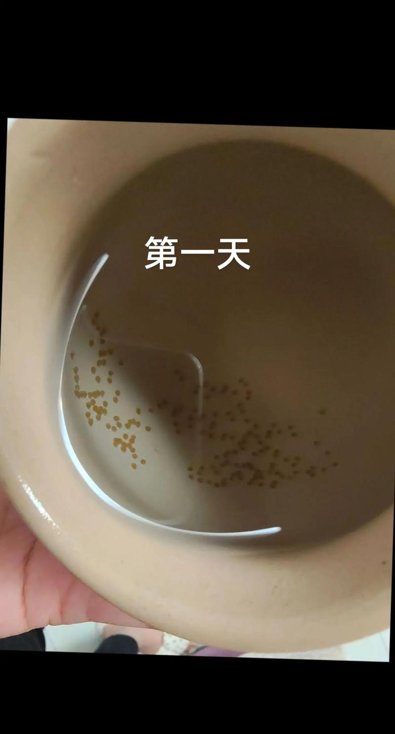 迷你鹦鹉鱼繁殖前兆_迷你鹦鹉鱼繁殖,公鱼额头隆起,母鱼肚子圆,恒温水温,光滑附着物 迷你鹦鹉鱼繁殖前兆_迷你鹦鹉鱼繁殖,公鱼额头隆起,母鱼肚子圆,恒温水温,光滑附着物