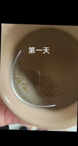 迷你鹦鹉鱼繁殖前兆_迷你鹦鹉鱼繁殖，公鱼额头隆起，母鱼肚子圆，恒温水温，光滑附着物