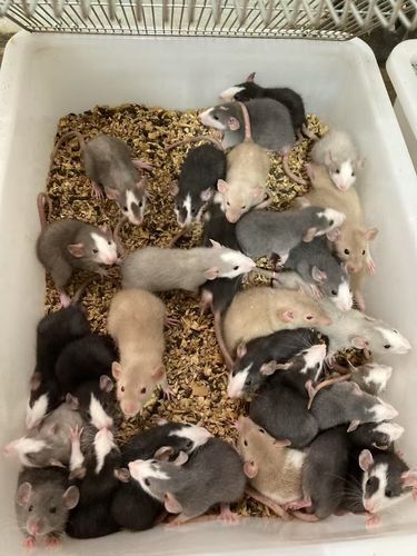 缎子鼠是不是小白鼠_小白鼠的别样风采,独特宠物新选择 缎子鼠是不是小白鼠_小白鼠的别样风采,独特宠物新选择