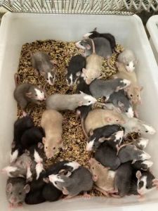 缎子鼠是不是小白鼠_小白鼠的别样风采，独特宠物新选择