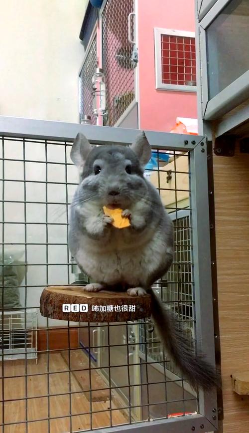 龙猫养久了会认主人吗_龙猫认主人靠嗅觉,多互动它就亲人了 龙猫养久了会认主人吗_龙猫认主人靠嗅觉,多互动它就亲人了