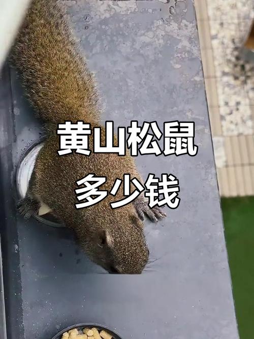 黄山松鼠好养吗_选健康喂营养勤陪伴,安全第一! 黄山松鼠好养吗_选健康喂营养勤陪伴,安全第一!