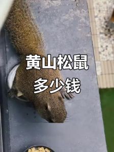 黄山松鼠好养吗_选健康喂营养勤陪伴，安全第一！
