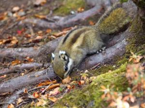 昆明最常见的松鼠品种_氧吧松鼠多，保护动物，登高望远好去处