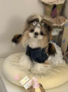 西施犬为什么不建议养_掉毛口水重，养护成本高