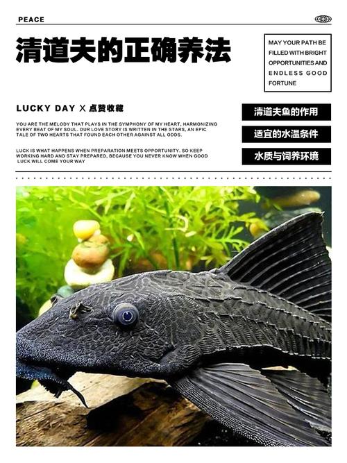 清道夫能放在金鱼缸里养吗_清道夫效果有限,慎用防破坏生态 清道夫能放在金鱼缸里养吗_清道夫效果有限,慎用防破坏生态