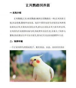 玄凤鹦鹉为什么不能随便养_羽粉肠胃噪音清理，做好准备！