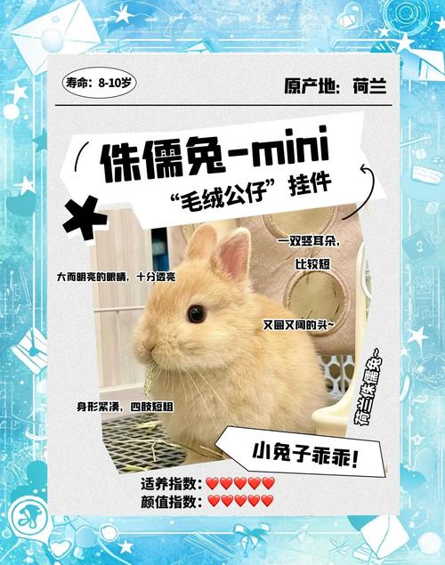 肉兔和宠物兔有何区别_体型性格大不同,养哪个好? 肉兔和宠物兔有何区别_体型性格大不同,养哪个好?