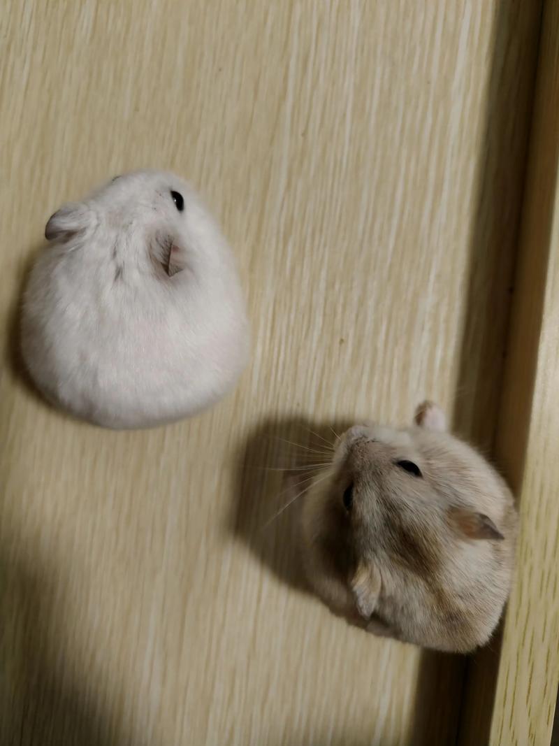 养了一只仓鼠很后悔_养仓鼠是甜蜜陷阱?睡眠金钱精力都得投入! 养了一只仓鼠很后悔_养仓鼠是甜蜜陷阱?睡眠金钱精力都得投入!