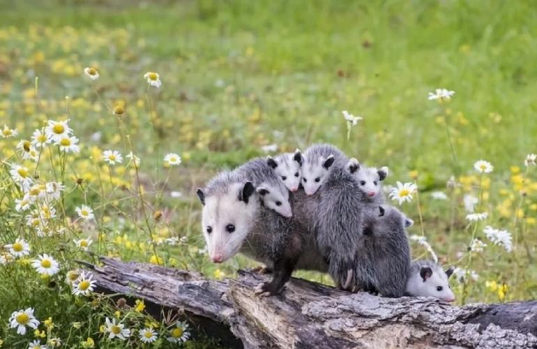 国内可以养负鼠吗_北美洲原产,能适应多种环境的小动物,夜行性,适合做宠物吗? 国内可以养负鼠吗_北美洲原产,能适应多种环境的小动物,夜行性,适合做宠物吗?