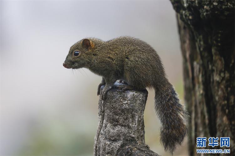 养黄山松鼠公的还是母的好_公松鼠活泼互动,母松鼠安静稳当 养黄山松鼠公的还是母的好_公松鼠活泼互动,母松鼠安静稳当