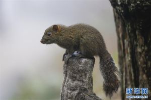 养黄山松鼠公的还是母的好_公松鼠活泼互动，母松鼠安静稳当