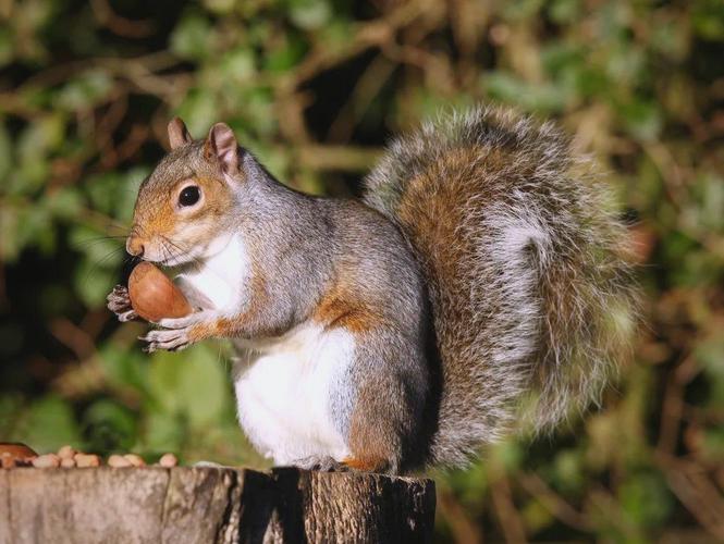 黑魔王松鼠的饲养注意事项_饮食均衡温度稳定勤清洁单独养 黑魔王松鼠的饲养注意事项_饮食均衡温度稳定勤清洁单独养