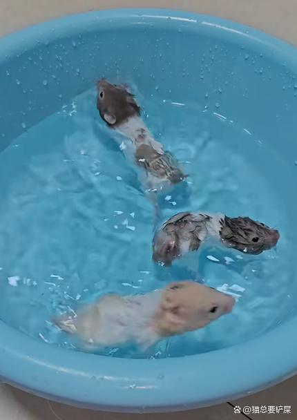 一对仓鼠在一起滋滋叫是打架吗_仓鼠叫的原因及判断方法 一对仓鼠在一起滋滋叫是打架吗_仓鼠叫的原因及判断方法