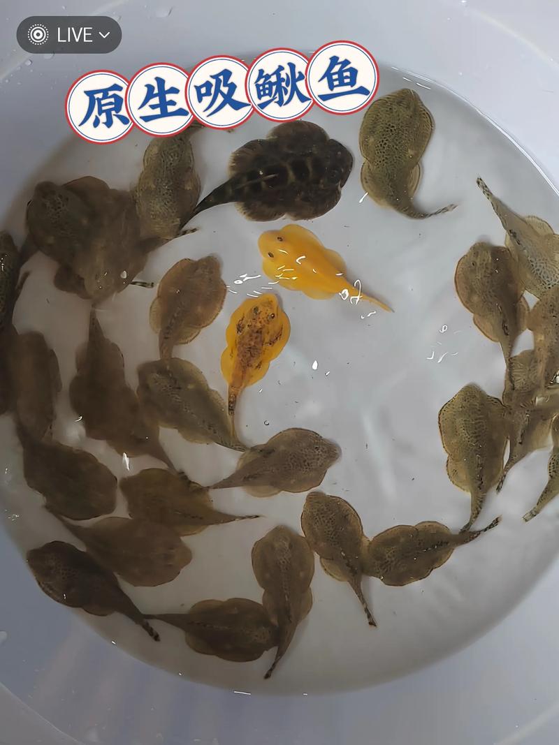 幼鱼缸用哪种清道夫_大小喜好决定 幼鱼缸用哪种清道夫_大小喜好决定