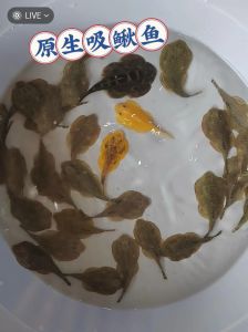 幼鱼缸用哪种清道夫_大小喜好决定