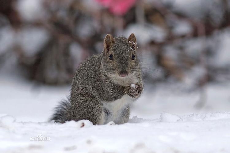 东北的松鼠品种_花狸棒与黑魔王介绍 东北的松鼠品种_花狸棒与黑魔王介绍