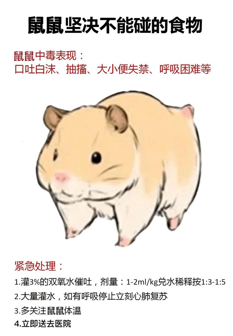 缎子鼠不能吃什么_不能吃洋葱巧克力等 缎子鼠不能吃什么_不能吃洋葱巧克力等