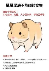 缎子鼠不能吃什么_不能吃洋葱巧克力等