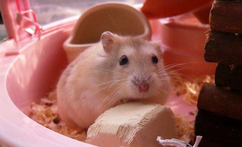 布丁仓鼠聪明吗_布丁仓鼠温顺好养,聪明易互动,是欢乐小宠 布丁仓鼠聪明吗_布丁仓鼠温顺好养,聪明易互动,是欢乐小宠