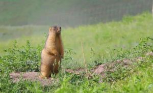 土拨鼠可以家里养吗_土拨鼠可爱但不适合家养，养它需谨慎！