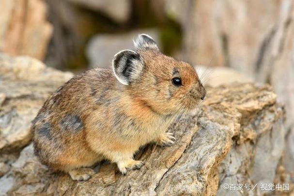 尾巴上有毛的宠物鼠_仓鼠好养吗?坎氏毛足鼠和花枝鼠介绍 尾巴上有毛的宠物鼠_仓鼠好养吗?坎氏毛足鼠和花枝鼠介绍