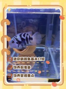 迷你鹦鹉鱼十大禁忌_水质水温喂食全攻略，迷你鹦鹉鱼不适合新手！