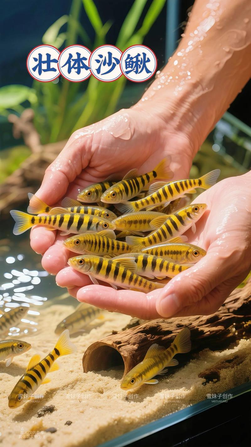 沙鳅适合鱼池饲养么_选对品种管好水食 沙鳅适合鱼池饲养么_选对品种管好水食