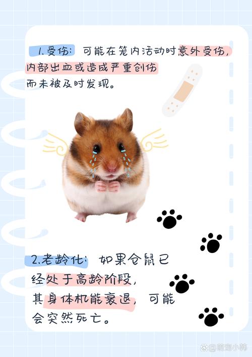 孩子养仓鼠的十大忠告_爱护仓鼠,别当玩物,了解禁忌,科学饲养 孩子养仓鼠的十大忠告_爱护仓鼠,别当玩物,了解禁忌,科学饲养