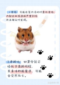 孩子养仓鼠的十大忠告_爱护仓鼠，别当玩物，了解禁忌，科学饲养