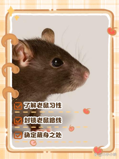 抓到一只老鼠可以养吗_老鼠危害大,宠物鼠更安全 抓到一只老鼠可以养吗_老鼠危害大,宠物鼠更安全
