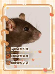 抓到一只老鼠可以养吗_老鼠危害大，宠物鼠更安全