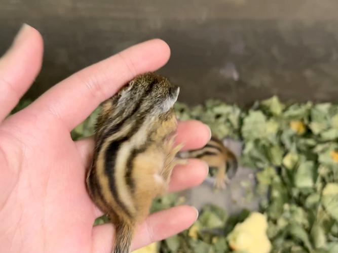 金花松鼠好养吗臭不臭_金花松鼠温顺易养但需注意清洁 金花松鼠好养吗臭不臭_金花松鼠温顺易养但需注意清洁