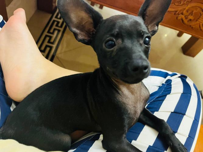 有纯黑色小鹿犬吗_稀有神秘犬种 有纯黑色小鹿犬吗_稀有神秘犬种