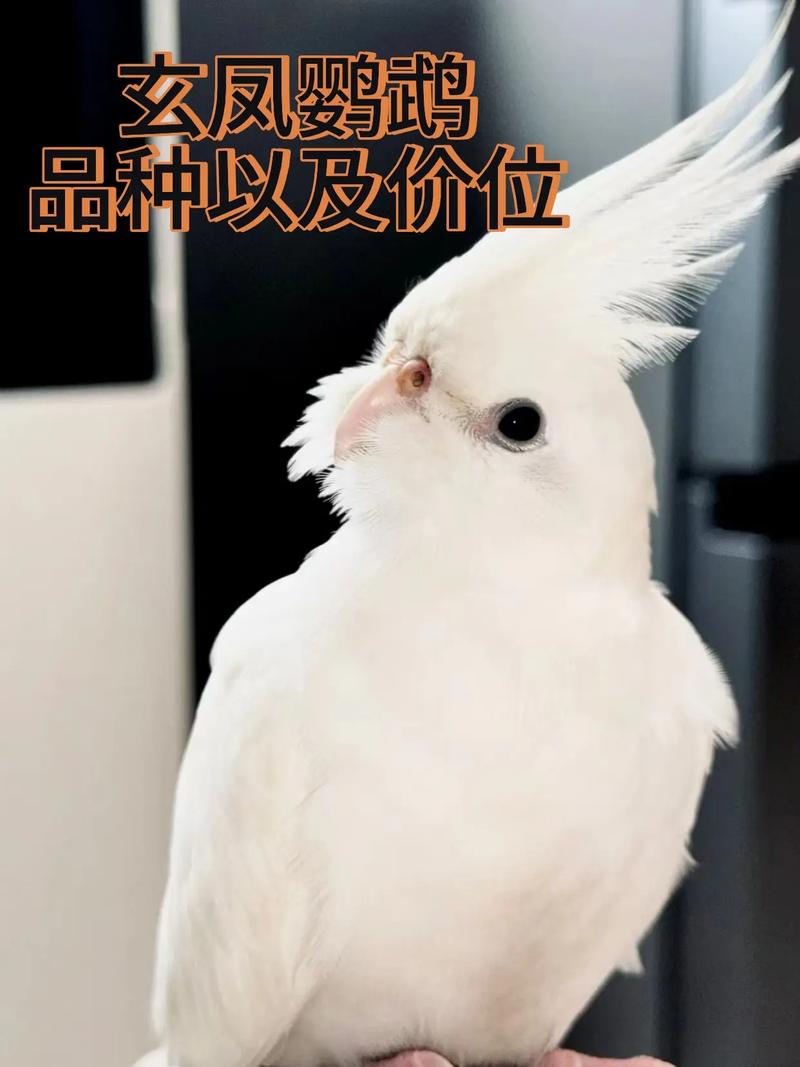 玄凤鹦鹉单只养还是养一_养玄凤鹦鹉,一只或一对怎么选? 玄凤鹦鹉单只养还是养一_养玄凤鹦鹉,一只或一对怎么选?