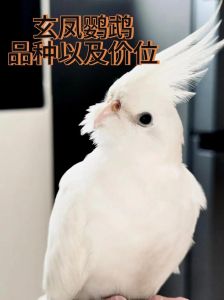 玄凤鹦鹉单只养还是养一_养玄凤鹦鹉，一只或一对怎么选？