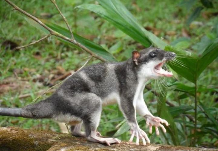 美国负鼠是危害动物吗_生态清道夫,并非害兽 美国负鼠是危害动物吗_生态清道夫,并非害兽