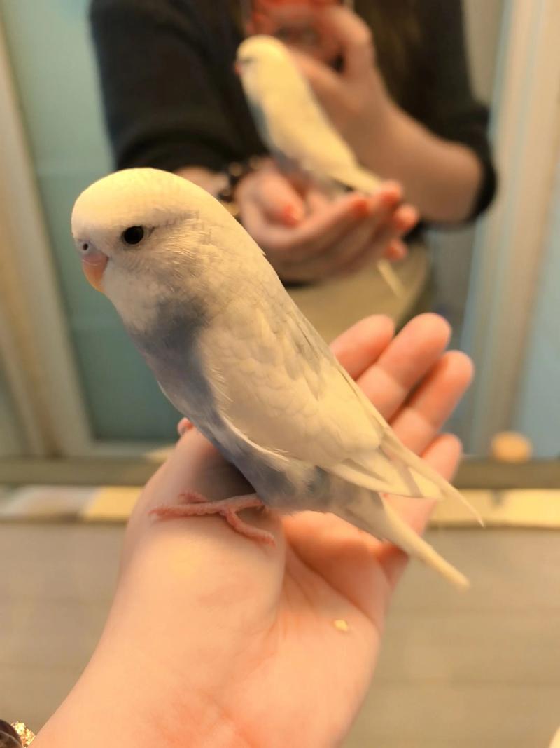白文鸟为什么少人养_吵过敏易病难互动,成本高! 白文鸟为什么少人养_吵过敏易病难互动,成本高!