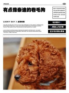 白色卷毛狗和泰迪很像_小白狗怎么养？