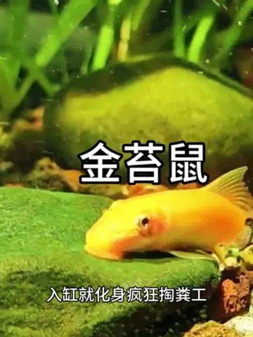 乌龟吃金苔鼠吗_乌龟会吃金苔鼠,混养还坏水,最好不要一起养 乌龟吃金苔鼠吗_乌龟会吃金苔鼠,混养还坏水,最好不要一起养