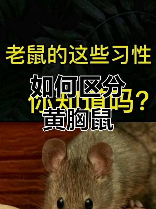 黄胸鼠和褐家鼠鉴别_识别黄胸鼠褐家鼠小家鼠,搞好卫生灭鼠 黄胸鼠和褐家鼠鉴别_识别黄胸鼠褐家鼠小家鼠,搞好卫生灭鼠