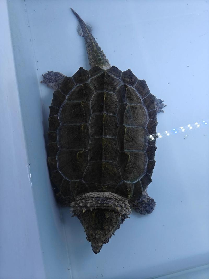 小鳄龟和大鳄龟哪个更凶猛_小鳄龟凶猛快,大鳄龟力强静,选龟需谨慎 小鳄龟和大鳄龟哪个更凶猛_小鳄龟凶猛快,大鳄龟力强静,选龟需谨慎