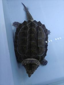 小鳄龟和大鳄龟哪个更凶猛_小鳄龟凶猛快，大鳄龟力强静，选龟需谨慎