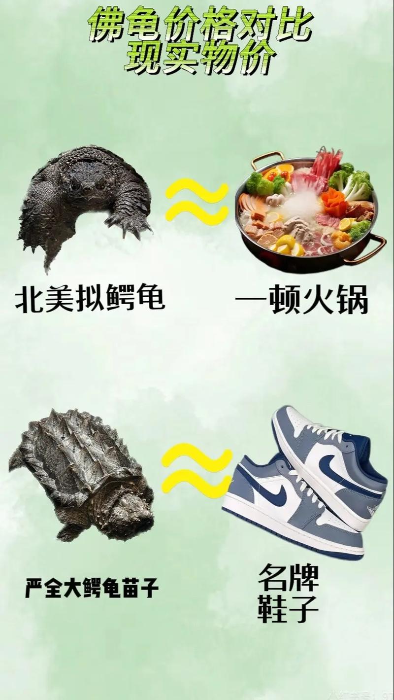 大鳄龟和佛鳄龟的区别_体型外貌行为差异解析 大鳄龟和佛鳄龟的区别_体型外貌行为差异解析