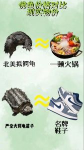 大鳄龟和佛鳄龟的区别_体型外貌行为差异解析