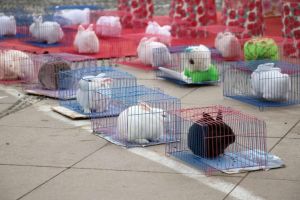 套圈的肉兔是什么兔_肉食兼用，饲养效益高