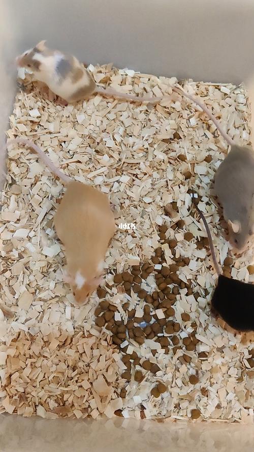 缎子鼠可以长多大_小巧可爱的小型啮齿动物 缎子鼠可以长多大_小巧可爱的小型啮齿动物